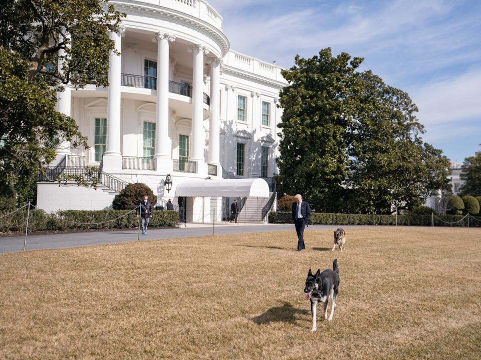 white house dogs