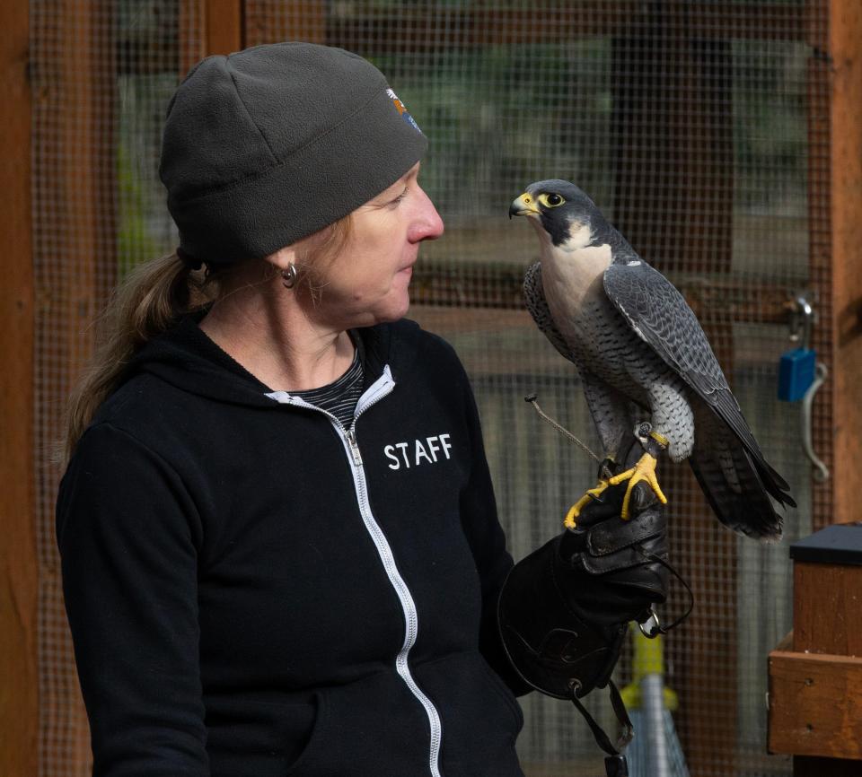 Cascades Raptor Center Bird Curator Kit Lacy brings Jake the Peregrine Falcon outside his enclosure during a tour for donors after the center reopened.
