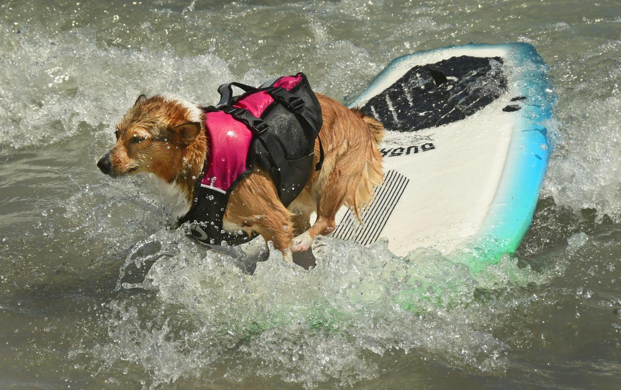 A determined and focused Marley, a surfing Corgi, rides a wave at the Brevard Humane Society 12th Annual East Coast Dog Surfing Festival at Lori Wilson Park in Cocoa Beach, held Easter Sunday, 2024. His display of skills earned him First Runner Pup in the competition. Sammie, a Chihuahua Dachshund, took First Place.