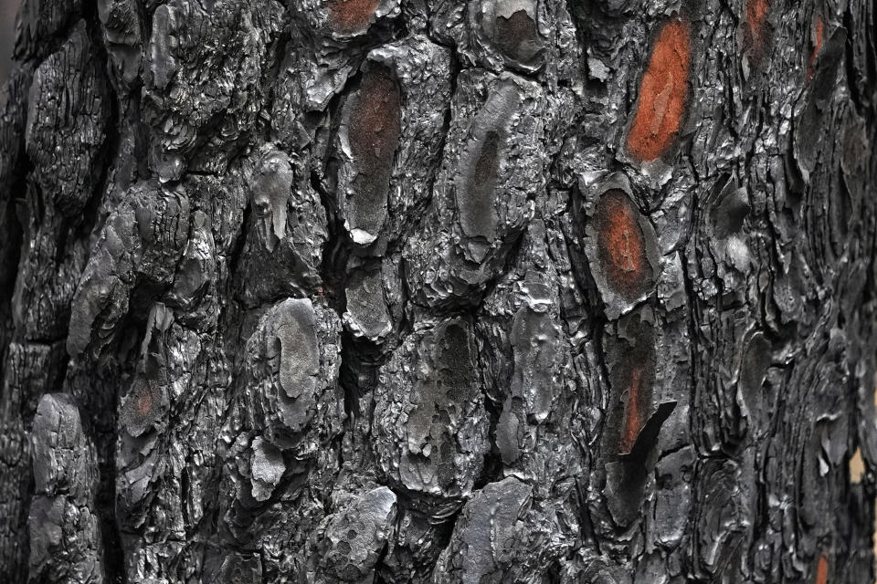 The bark of a burned pine tree is visible in a forest, in Hostens, south of Bordeaux, southwestern France, Tuesday, Aug. 23, 2022. The season of heat waves and wildfires produced excellent grapes, despite lower yields. (AP Photo/Francois Mori)