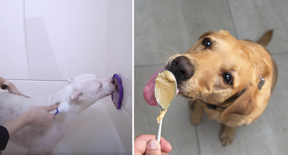 A dog being bathed licks a mat on the wall with peanut butter (left) and a dog licks a spoon of peanut butter (right)