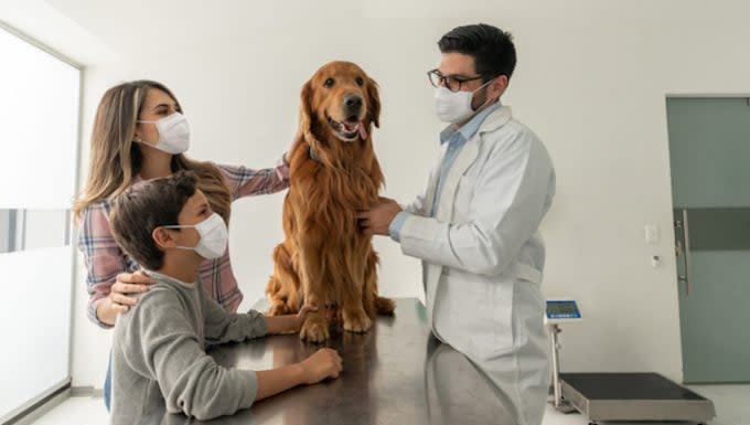 Low White Blood Cell Count in Dogs: Symptoms, Causes, & Treatments