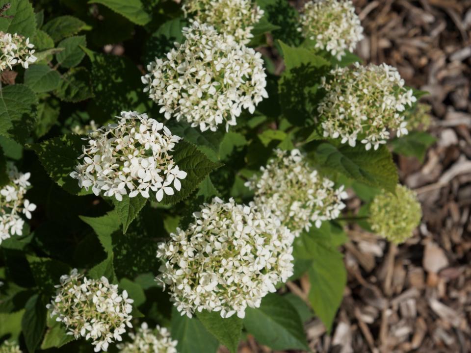 "Seaside Serenade Cape Lookout" Hydrangea