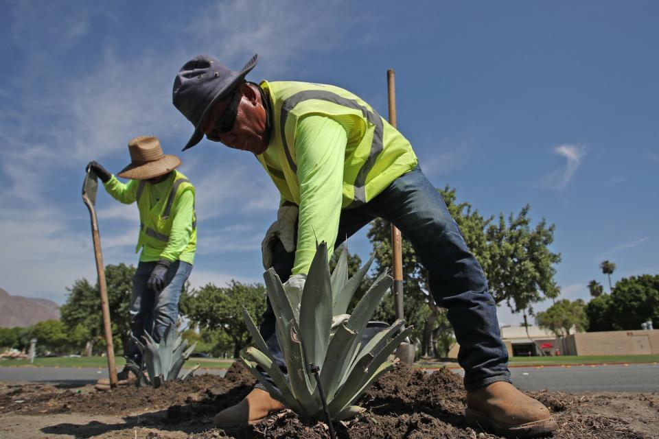Landscapers plant low-water plants as part of the xeriscape landscaping on public spaces in Palm Springs, Calif., on August 3, 2022.