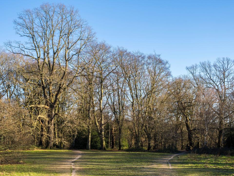 Winter Woodland, Hampstead Heath, Hampstead, Camden, England, UK, GB.