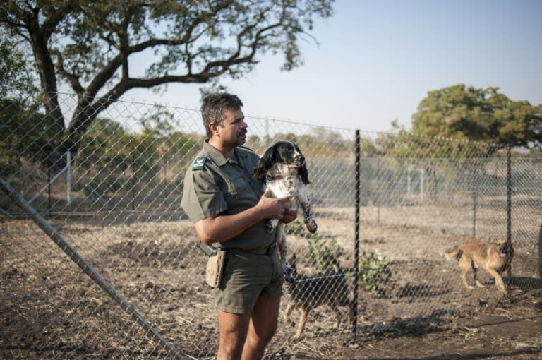 Johan de Beers, kennel master of the Kruger National Park Anti-Poaching K9 Unit, holds Gladys, a Springer Spaniel trained to sniff out firearms and ammunition on June 23, 2015