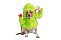<p>The ideal costume for pooches who prefer not to be touched by strangers. </p> <p><strong>Buy it!</strong> Cactus Dog Costume, $19.99; <a href="https://www.petsmart.com/featured-shops/halloween/thrills-and-chillsandtrade-halloween-cactus-dog-and-cat-costume-64284.html" rel="nofollow noopener" target="_blank" data-ylk="slk:PetSmart.com;elm:context_link;itc:0;sec:content-canvas" class="link ">PetSmart.com</a> </p>