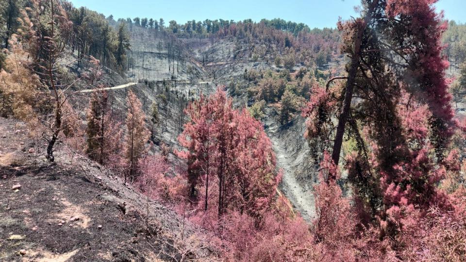 PHOTO: Fire burned trees in Biriya Forest, June 5, 2024. (KKL-JNF)