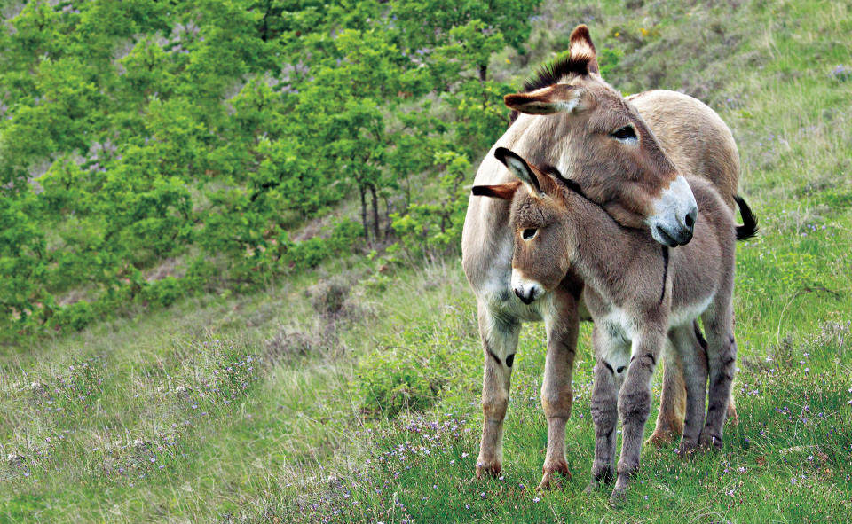 Mother donkeys and their foals share a strong bond. Foals are weaned when they are about six months old or when the next foal is born. (Photo by Klein-Hubert/Kimball Stock/National Geographic)