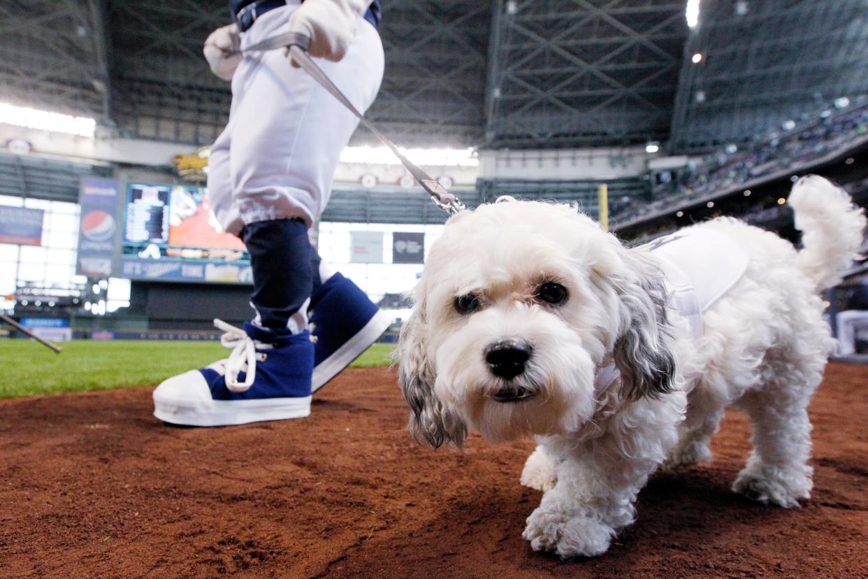 Hank the Dog makes his appearance on the field before the Milwaukee Brewers home opener against the Atlanta Braves March 31, 2014 at Miller Park.