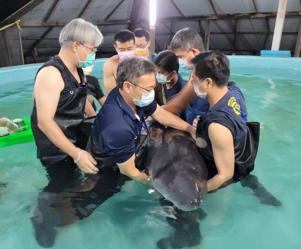 台江鯨豚搶救中心搶救的小抹香鯨，二十四日傷重不治。（成大海洋生物暨鯨豚研究中心提供）