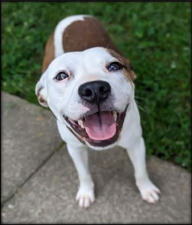 This is Bugsy. He is around 6 months and is an American Bulldog mix who has such a playful personality. He and his brother Saxon were just recently separated and he desperately wants a family to play with him. He is perfect for any kind of household. Just be sure to love kisses!