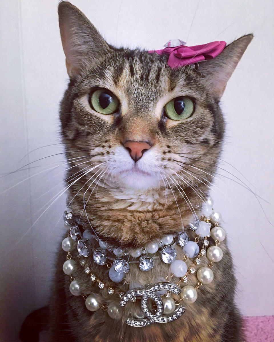 Princess the Glamour Cat