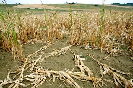 FILE PHOTO: CORN FIELD IN SOUTHWEST OF FRANCE.