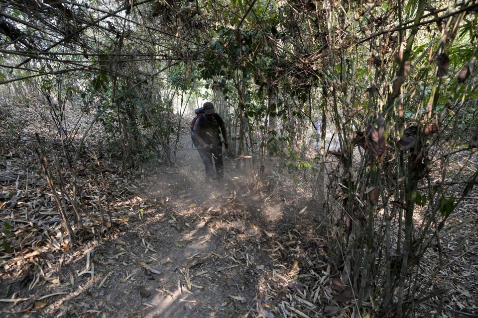 A member of the Pakanyo tribe clears a path before setting a fire in Chiang Mai province, Thailand, Monday, April 22, 2024. The Pakanyo, who have carried out the practice of controlled burns as long as they have lived in these hills near Chiang Mai, a top tourist destination, say they get blamed by city dwellers for fouling the air and damaging forest land. (AP Photo/Sakchai Lalit)