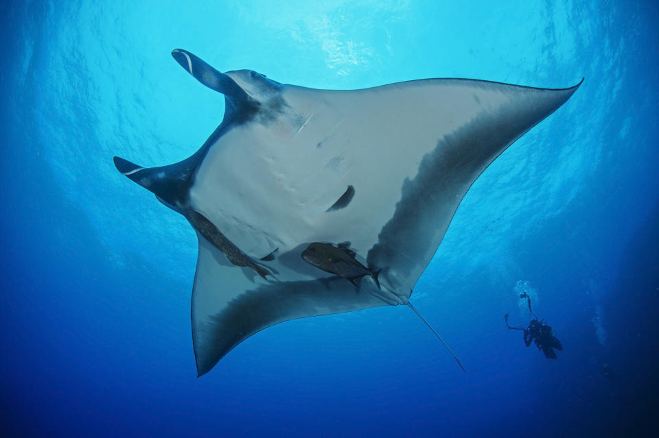 El Archipiélago es uno de los pocos sitios en los que se puede observar a la manta gigante. Foto: Octavio Aburto.