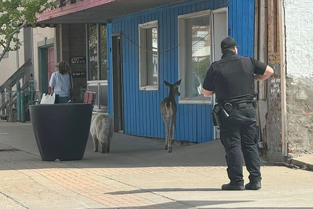 <p>Tipton Iowa Police Department </p> Dog and deer walking together in Tipton, Iowa