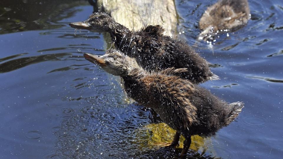 Haben sich die Bewegungsmuster von Enten durch den Lockdown verändert?