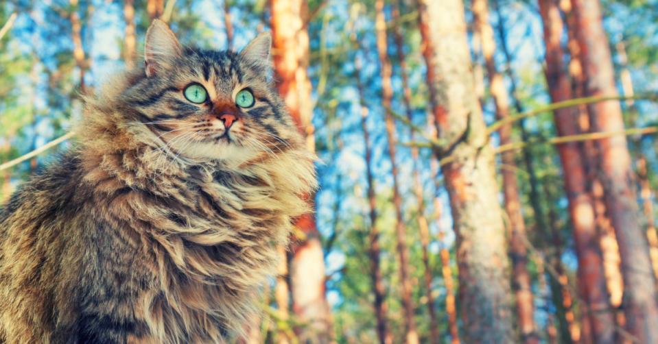 Siberian forest cat