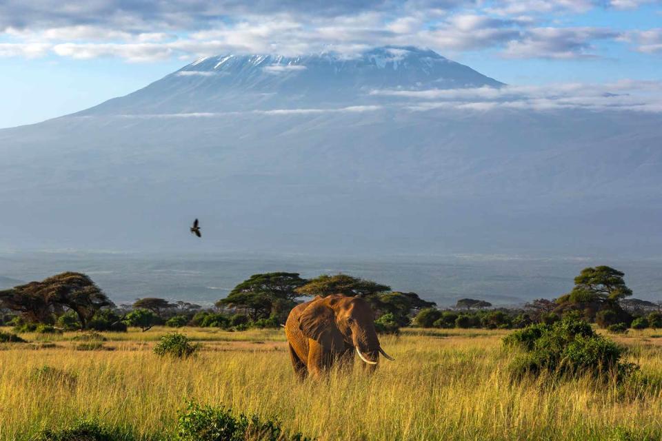 <p>Getty</p> A view of Mount Kilimanjaro in Tanzania