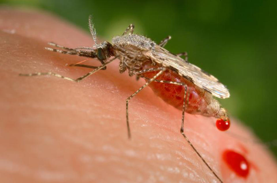 FILE - This file photo provided by the Centers for Disease Control and Prevention (CDC) shows a feeding female Anopheles stephensi mosquito crouching forward and downward on her forelegs on a human skin surface, in the process of obtaining its blood meal through its sharp, needle-like labrum, which it had inserted into its human host. Scientists said Tuesday, Nov. 1, 2022 that the invasive mosquito species Anopheles stephensi was likely responsible for a large outbreak of malaria in Ethiopia earlier this year, a finding that one expert called a worrying sign that progress against the disease is at risk of unraveling. (James Gathany/CDC via AP, File)