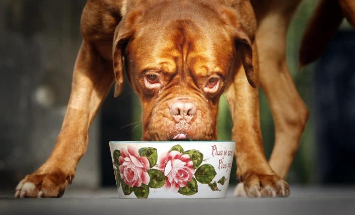 Vegan diets may be linked to better health in dogs, study suggests (Danny Lawson/PA) (PA Archive)