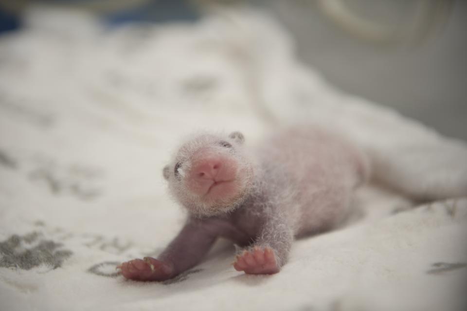 Fotografía proporcionada por el zoológico de Berlín el viernes 13 de septiembre de 2019 de una cría de panda en una incubadora en el zoo de Berlín. (Zoo Berlin/Zoologischer Garten Berlin via AP)