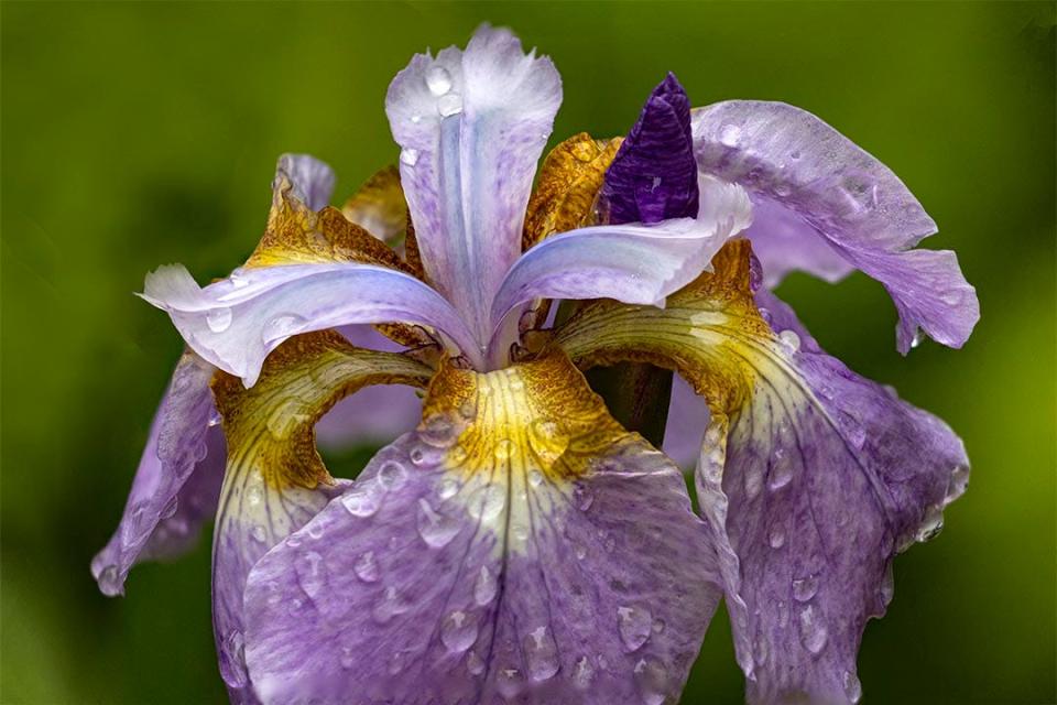 Iris a photograph by Dennis Skillman