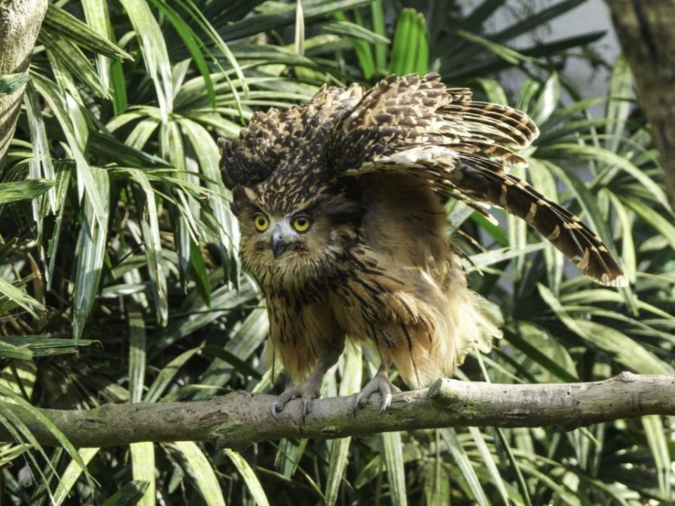 愈是大型的猛禽，育雛期愈長，雌鳥也需要較大的身軀儲存能量，好為巢裡的幼雛遮風避雨。（台北市立動物園提供）