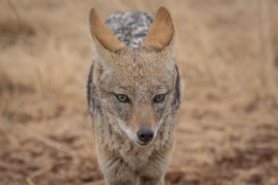 The actual coyote was not available for a photo shoot, but this one sure looks hungry.