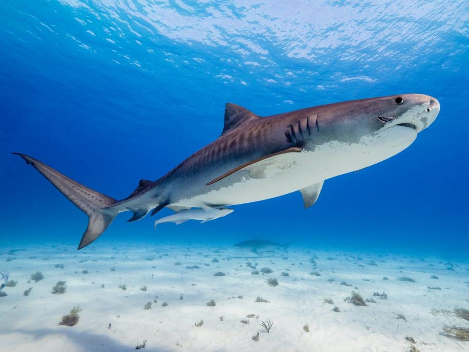 The sharks were shown in ‘Our Planet II’ (Ed Charles/Netflix)