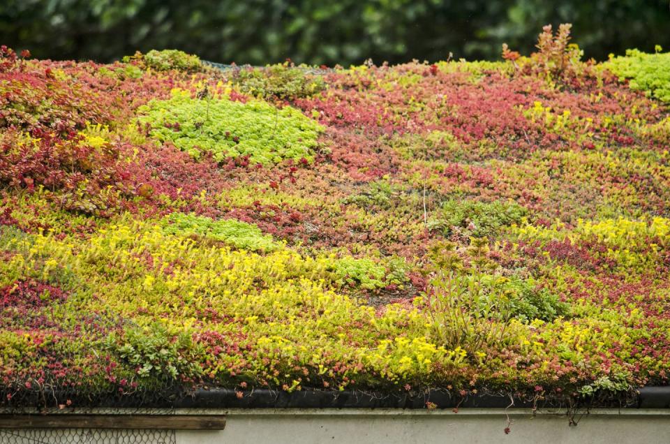 what is a green roof