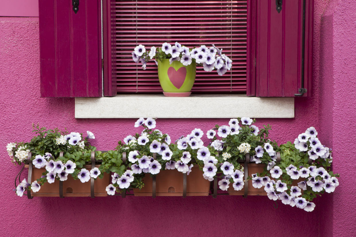  A pink-painted building with white flowers by the window. 