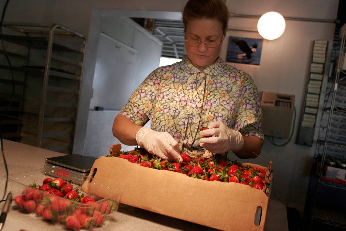 In this file photo from Jan. 7, 2008, Rachel Grafe sorts strawberries to package and sell to customers at Knaus Berry Farm in Homestead.