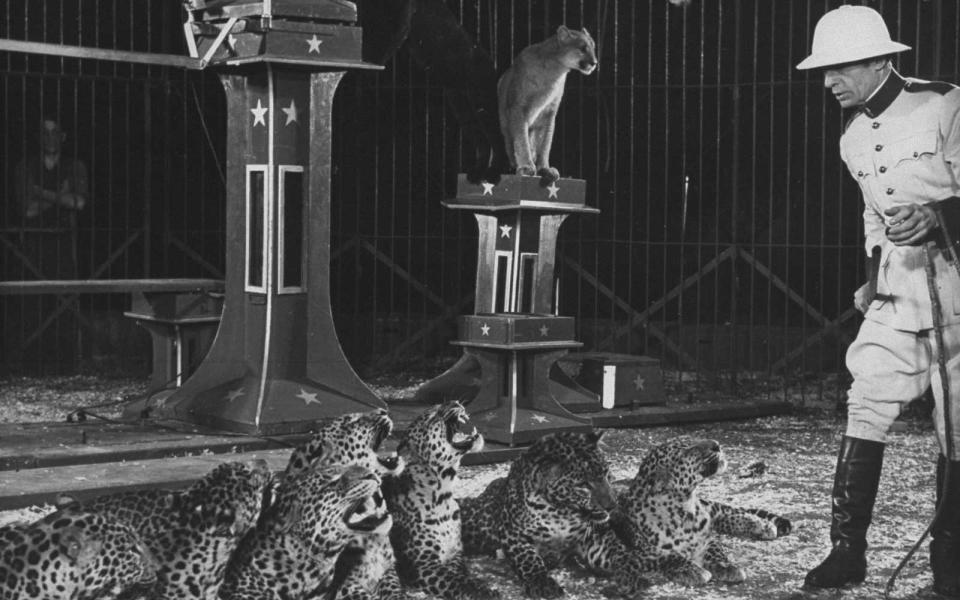 <p>An animal trainer works with leopards, a lioness, and a black panther in the 1940s.</p>