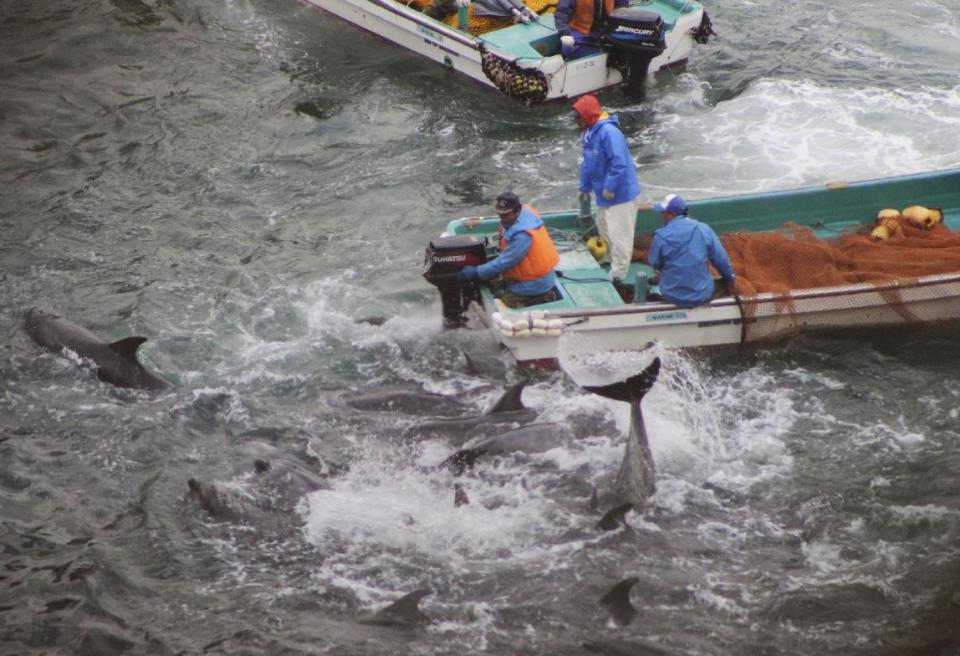 In this Monday, Jan. 20, 2014 photo provided by Sea Shepherd Conservation Society Tuesday, Jan. 21, 2014, fishermen on boats drive bottlenose dolphins away during the selection process in Taiji, western Japan. Japanese fishermen have finished killing some of the 250 dolphins trapped recently in what activists say was the biggest roundup they have witnessed in the last four years. Sea Shepherd, best known for its anti-whaling activities, said the fishermen first selected 52 dolphins to keep alive for sale to aquariums and other customers. They included a rare albino calf and its mother. (AP Photo/Sea Shepherd Conservation Society)