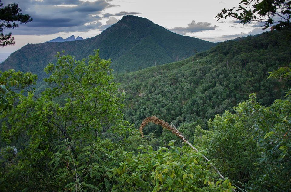 El Chipinique alberga varias rutas de senderimo aptas para todo tipo de viajeros. Foto: Getty Images