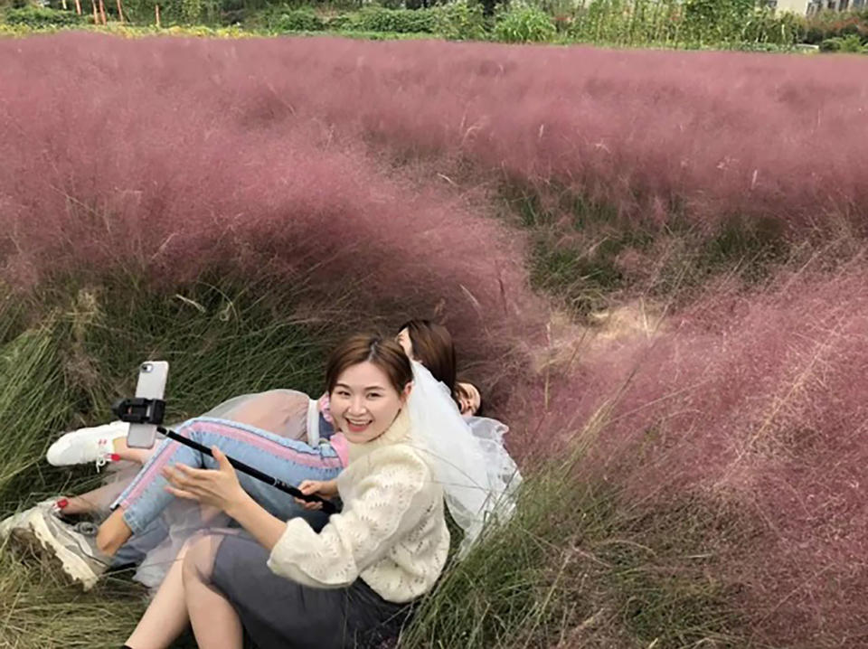 The pink muhly started blooming at the start of October, but authorities had to mow it down after only a fortnight because visitors lay in the field and trampled on the grass. Source: AsiaWire/Australscope