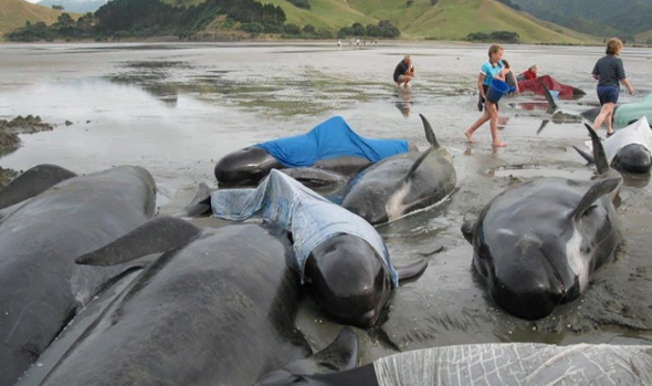 200 whales in mass New Zealand stranding