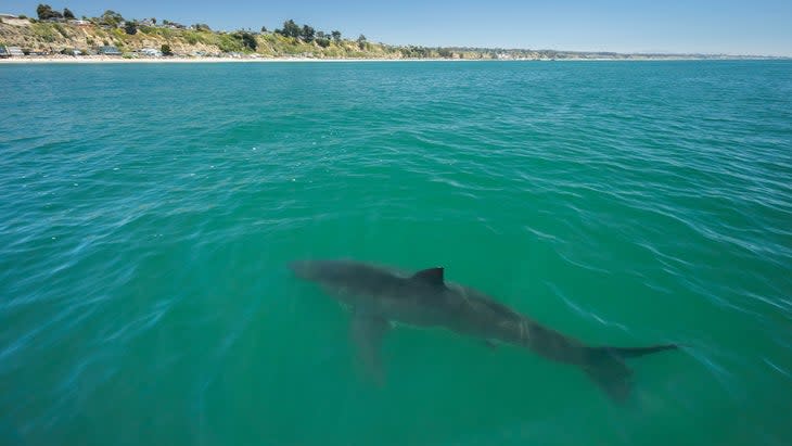 shark beach