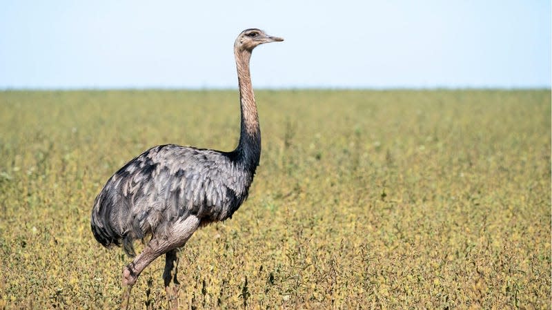 A rhea in Brazil. - Photo: Rob Jansen (Shutterstock)