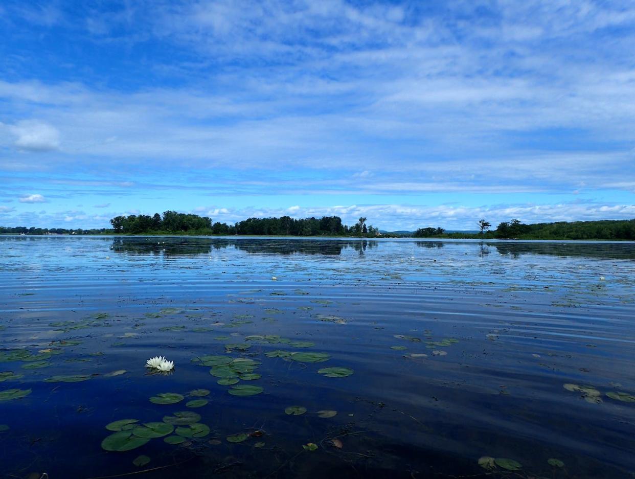 Le gobie à taches noires est un poisson envahissant qui s’est établi et répandu dans le fleuve Saint-Laurent au cours des deux dernières décennies à la suite de son introduction dans les Grands Lacs. (Cristina Charette), Fourni par l'auteur