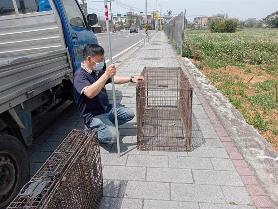 桃市府追捕脫逃狒狒，至今仍未成功捕獲。(圖／桃園市農業局提供)