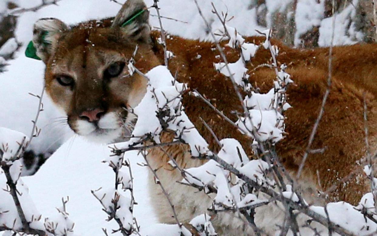 A mountain lion makes its way through fresh snow in the foothills of Colorado - REUTERS