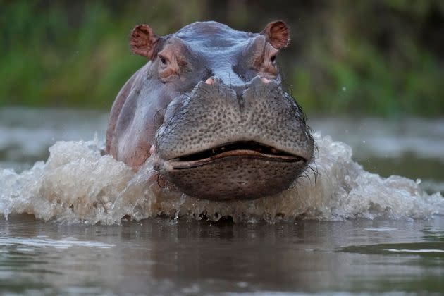 A hippo swims in the Magdalena river in Puerto Triunfo, Colombia, Feb. 16, 2022. (AP Photo/Fernando Vergara, File)