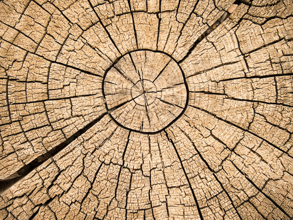 Tree rings