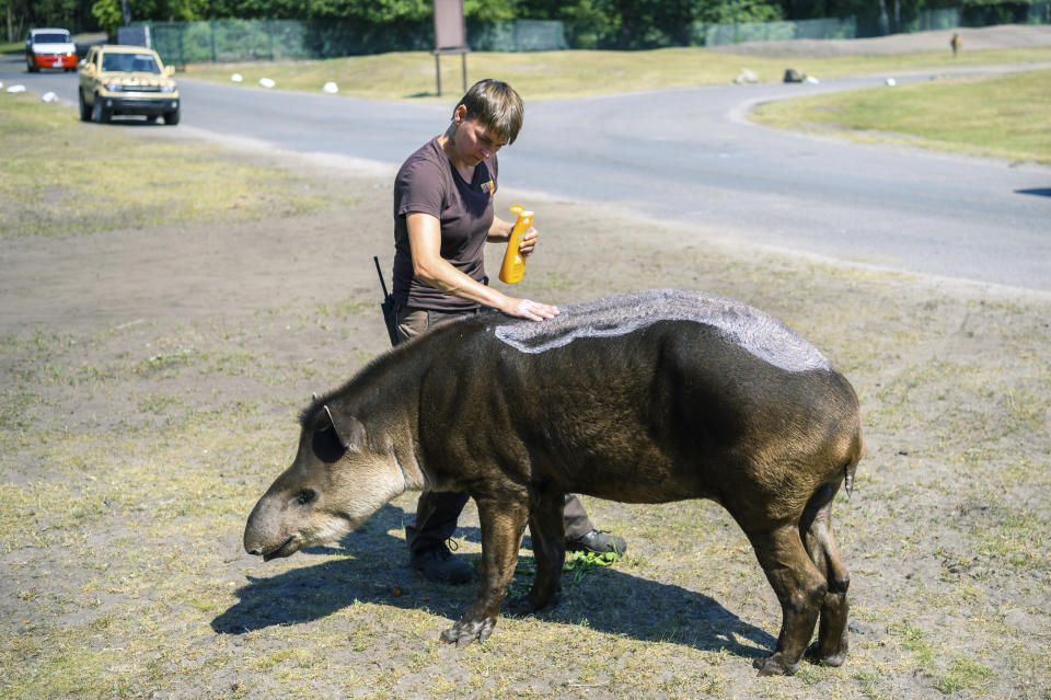 An animal keeper puts suntan lotion on a lowland tapir during the hot summer weather in an animal park in Hodenhagen, Germany, Wednesday, June 26, 2019. Germany faces a heatwave with high temperatures and UV radiation. (Mohssen Assanimoghaddam/dpa via AP)