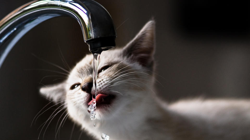 Cat drinking from faucet