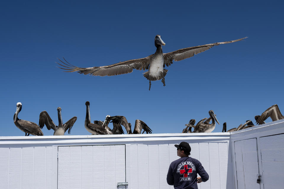 A pelican flies over a rescue team member as a group of sick pelicans rests on a storage shed on the Newport Beach pier in Newport Beach, Calif., Tuesday, May 7, 2024. (AP Photo/Jae C. Hong)