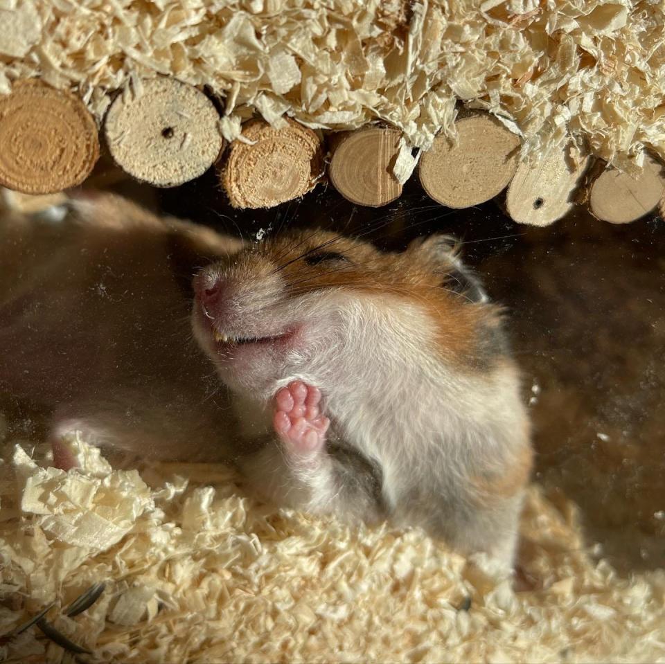 A hamster sunbathes